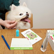 Tandvård-set till hundar