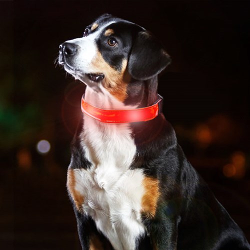 Hundhalsband med LED-belysning, Röd